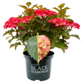 Hydrangea macrophylla Black Diamonds Red Angel red5-1024x1024